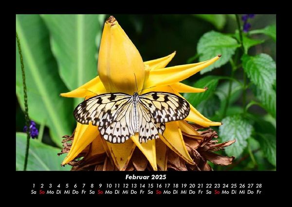 Produktbild: Bunte Pracht der Schmetterlinge 2025 Fotokalender DIN A3