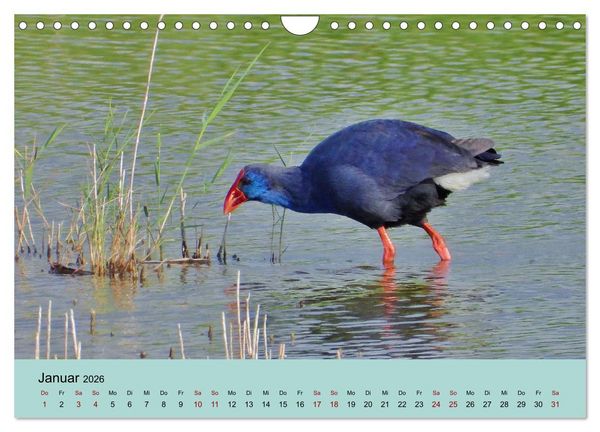 Produktbild: Flamingo und Co - Faszinierende Vogelwelt S&uuml;dfrankreichs (Wandkalender 2026 DIN A4 quer), CALVENDO Monatskalender