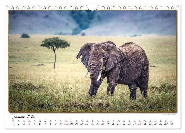 Produktbild: Abenteuer Masai Mara (Wandkalender 2026 DIN A4 quer), CALVENDO Monatskalender