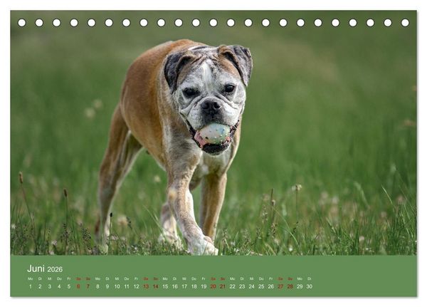 Produktbild: Fantastische Boxer - Sieger der Herzen (Tischkalender 2026 DIN A5 quer), CALVENDO Monatskalender
