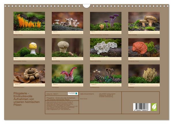 Produktbild: Pilzgalerie - Eindrucksvolle Aufnahmen von unseren heimischen Pilzen (Wandkalender 2026 DIN A3 quer), CALVENDO Monatskalender