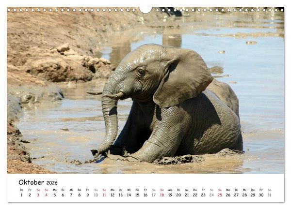 Produktbild: Afrikanische Elefanten in ADDO (Wandkalender 2026 DIN A3 quer), CALVENDO Monatskalender