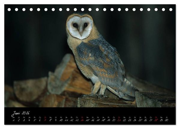 Produktbild: Heimische Eulen und Greife (Tischkalender 2026 DIN A5 quer), CALVENDO Monatskalender