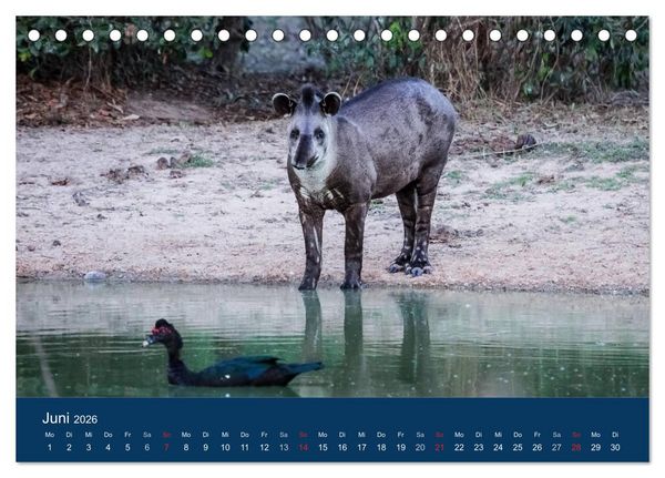Produktbild: Brasilien tierisch gut 2026 (Tischkalender 2026 DIN A5 quer), CALVENDO Monatskalender