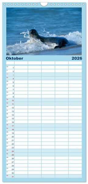 Produktbild: Familienplaner 2026 - Faszination Kegelrobben und Seehunde mit 5 Spalten (Wandkalender, 21 x 45 cm) CALVENDO