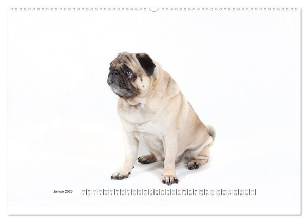 Produktbild: Mops - unwiderstehlich und charmant (hochwertiger Premium Wandkalender 2026 DIN A2 quer), Kunstdruck in Hochglanz
