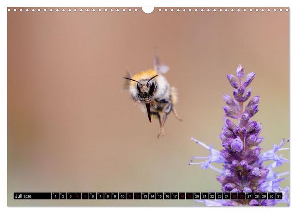 Produktbild: Hummeln - Flugaufnahmen eines faszinierenden Insekts (Wandkalender 2026 DIN A3 quer), CALVENDO Monatskalender