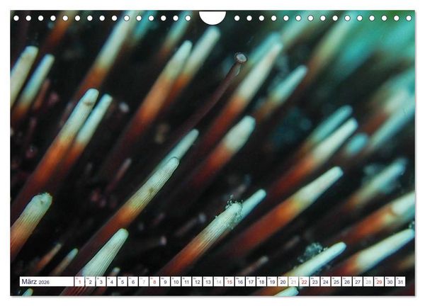 Produktbild: unterwasser makro 2026 (Wandkalender 2026 DIN A4 quer), CALVENDO Monatskalender