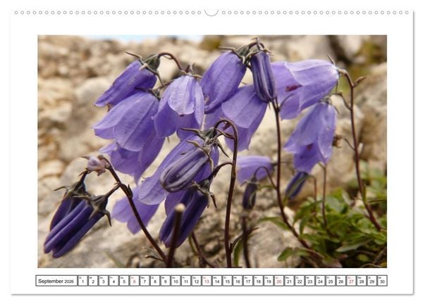 Produktbild: Alpenblumen. Bunte Welt in luftiger H&ouml;he (Wandkalender 2026 DIN A2 quer), CALVENDO Monatskalender