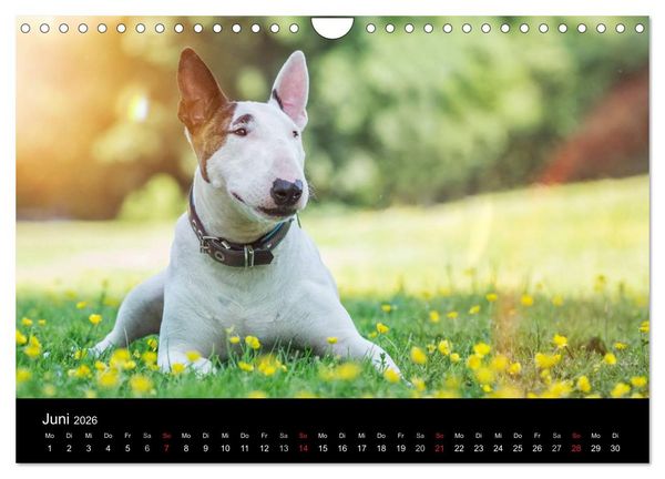 Produktbild: Bullterrier (Wandkalender 2026 DIN A4 quer), CALVENDO Monatskalender
