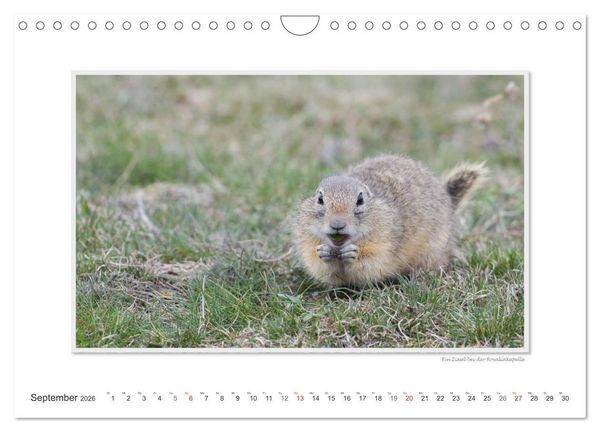 Produktbild: Neusiedler See / CH-Version (Wandkalender 2026 DIN A4 quer), CALVENDO Monatskalender