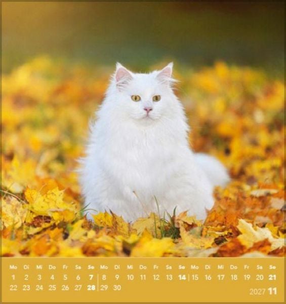 Produktbild: Schmusekatzen 2027