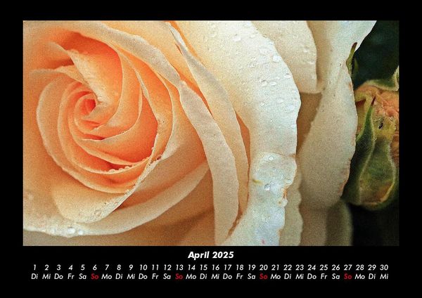 Produktbild: Rosen-Kalender 2025 Fotokalender DIN A3