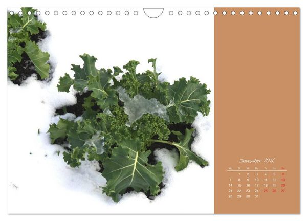 Produktbild: Gartentr&auml;ume (Wandkalender 2026 DIN A4 quer), CALVENDO Monatskalender
