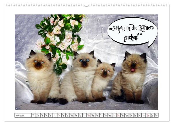 Produktbild: Lustiger Katzenkalender (hochwertiger Premium Wandkalender 2026 DIN A2 quer), Kunstdruck in Hochglanz