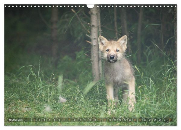 Produktbild: Les p'tits loups gris (Calendrier mural 2026 DIN A3 vertical), CALVENDO calendrier mensuel