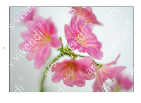 Produktbild: Poesie der Blumen