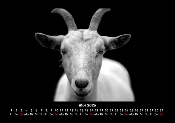 Produktbild: Tiere auf dem Bauernhof 2026 Fotokalender DIN A3