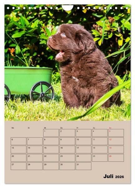 Produktbild: Familienplaner Neufundl&auml;nder Welpen (Wandkalender 2026 DIN A4 hoch), CALVENDO Monatskalender