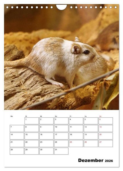 Produktbild: Lustige Rennm&auml;use (Wandkalender 2026 DIN A4 hoch), CALVENDO Monatskalender