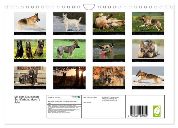 Produktbild: Mit dem Deutschen Sch&auml;ferhund durch's Jahr (Wandkalender 2026 DIN A4 quer), CALVENDO Monatskalender