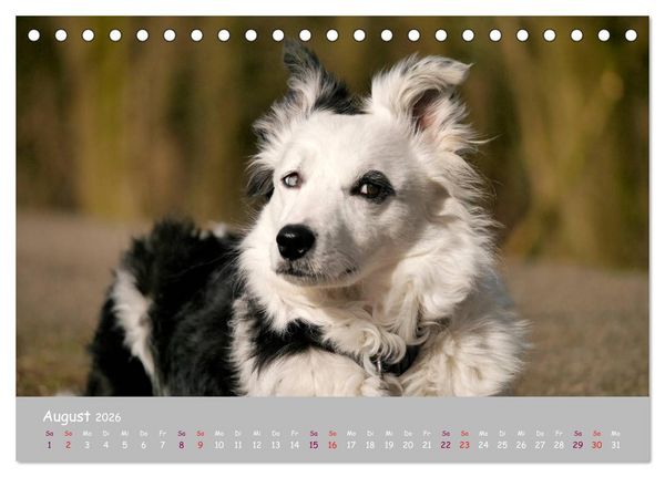 Produktbild: Dein Hund der treue Begleiter (Tischkalender 2026 DIN A5 quer), CALVENDO Monatskalender