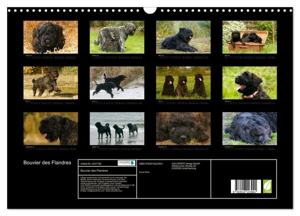 Produktbild: Bouvier des Flandres (Wandkalender 2026 DIN A3 quer), CALVENDO Monatskalender