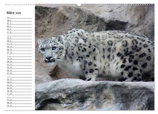 Produktbild: Der Schneeleopard (Wandkalender 2026 DIN A2 quer), CALVENDO Monatskalender