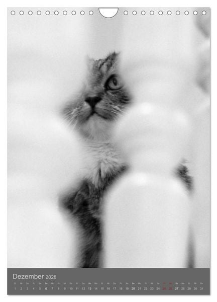Produktbild: Sonja Heller Katzen in SW-Portraits (Wandkalender 2026 DIN A4 hoch), CALVENDO Monatskalender