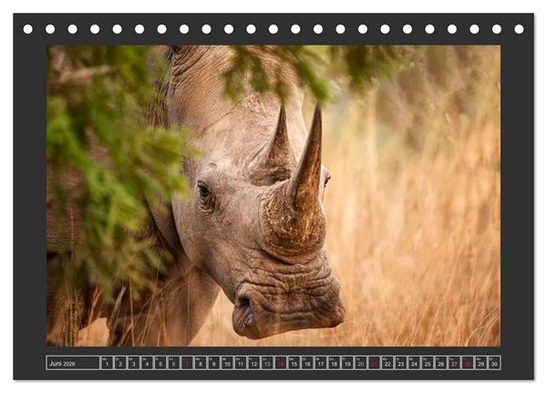 Produktbild: Das Wei&szlig;e Nashorn (Tischkalender 2026 DIN A5 quer), CALVENDO Monatskalender