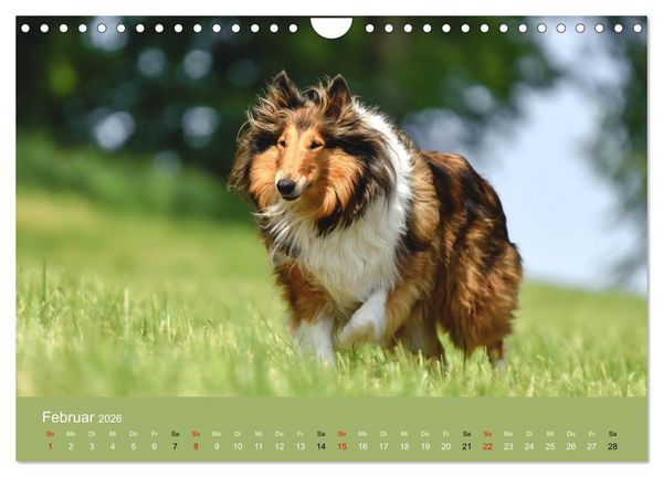 Produktbild: Collies - charmante Herzensbrecher (Wandkalender 2026 DIN A4 quer), CALVENDO Monatskalender