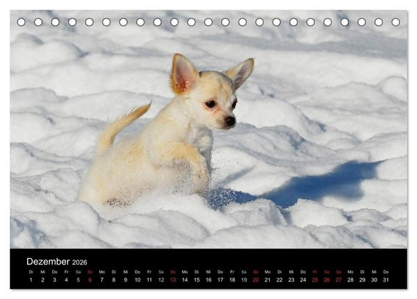Produktbild: Welpen 2026 (Tischkalender 2026 DIN A5 quer), CALVENDO Monatskalender