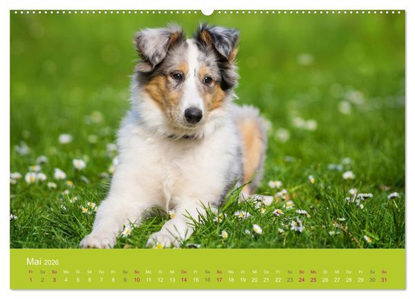 Produktbild: Welpen im Fr&uuml;hling (hochwertiger Premium Wandkalender 2026 DIN A2 quer), Kunstdruck in Hochglanz