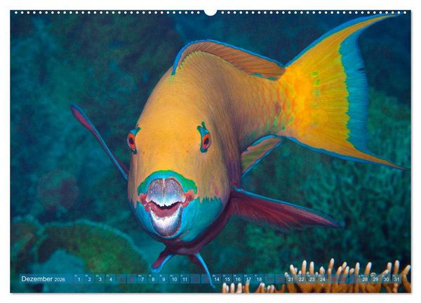 Produktbild: Bunte Vielfalt im Korallenriff (hochwertiger Premium Wandkalender 2026 DIN A2 quer), Kunstdruck in Hochglanz