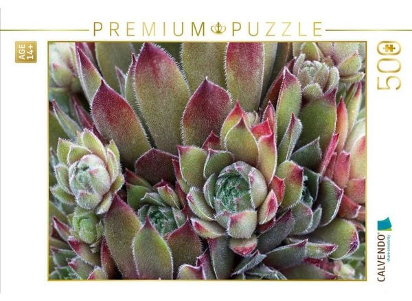 CALVENDO Puzzle Sempervivum Grey Dawn | 500 Teile Lege-Größe 48 × 36 cm Foto-Puzzle für Erwachsene
