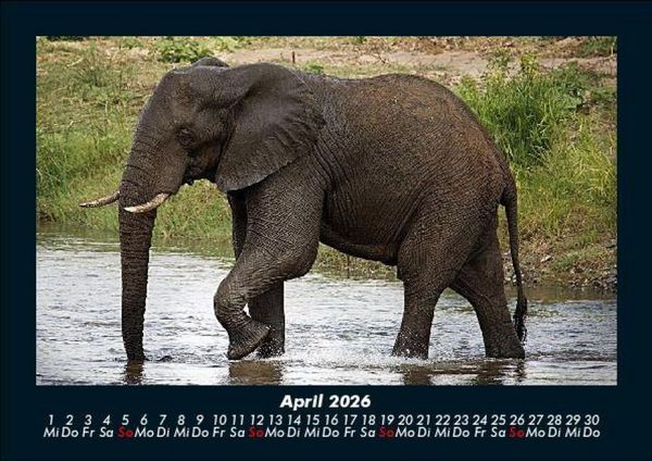 Produktbild: Elefanten - Die sanften Riesen Afrikas 2026 Fotokalender DIN A5