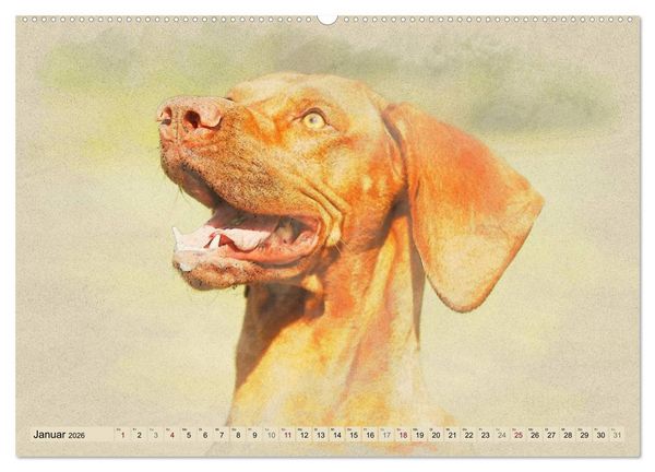Produktbild: Magyar Vizsla 2026 (hochwertiger Premium Wandkalender 2026 DIN A2 quer), Kunstdruck in Hochglanz