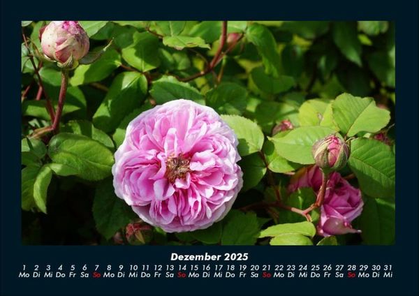 Produktbild: Blumentr&auml;ume 2025 Fotokalender DIN A4