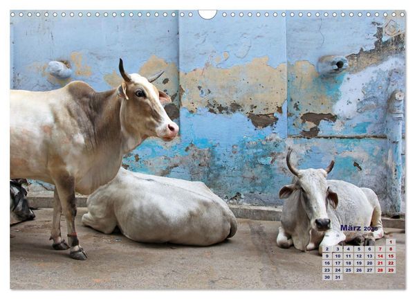 Produktbild: Typisch Indien - Unterwegs in Rajasthan (Wandkalender 2026 DIN A3 quer), CALVENDO Monatskalender