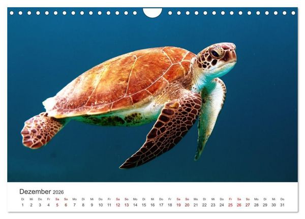 Produktbild: Schildkr&ouml;ten - Die gepanzerten Tiere. (Wandkalender 2026 DIN A4 quer), CALVENDO Monatskalender
