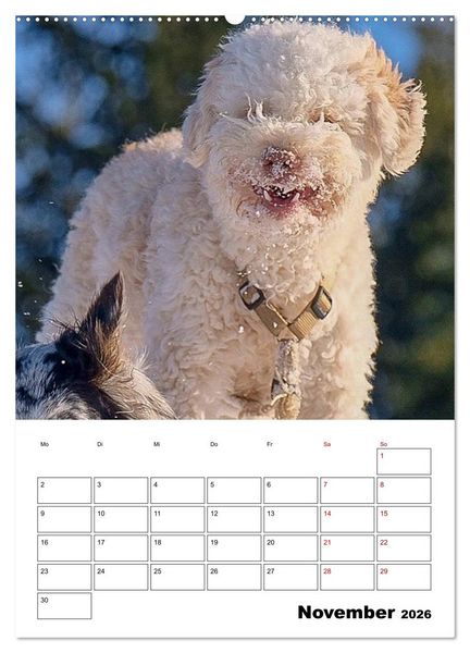 Produktbild: Lagotto Romagnolo - Lustige Zwerge (Wandkalender 2026 DIN A2 hoch), CALVENDO Monatskalender