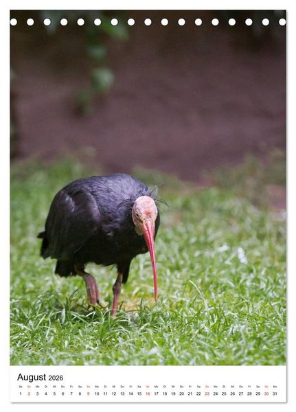Produktbild: Der Waldrapp - Der etwas andere Vogel (Tischkalender 2026 DIN A5 hoch), CALVENDO Monatskalender