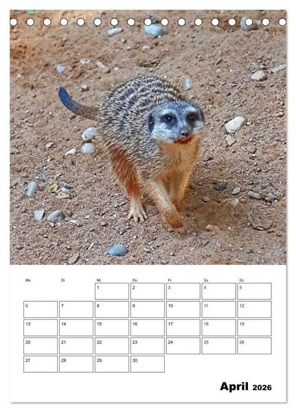 Produktbild: Niedliche Erdm&auml;nnchen (Tischkalender 2026 DIN A5 hoch), CALVENDO Monatskalender