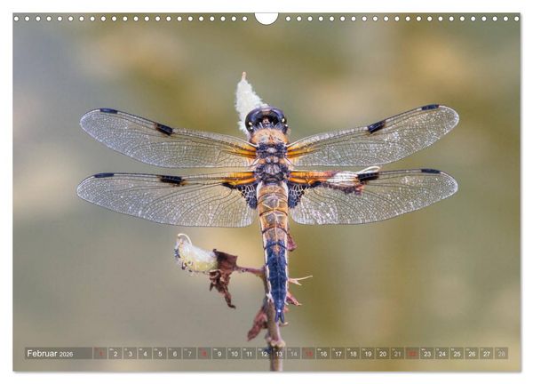 Produktbild: Libellen - Fliegende Edelsteine (Wandkalender 2026 DIN A3 quer), CALVENDO Monatskalender