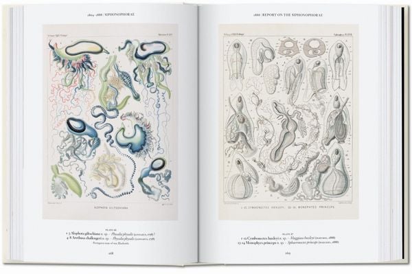 Produktbild: The Art and Science of Ernst Haeckel