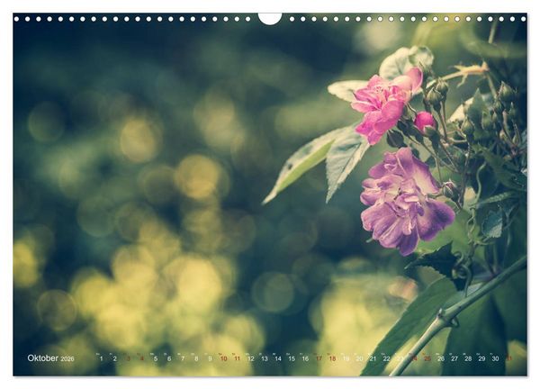 Produktbild: Die Welt der Alten Rosen (Wandkalender 2026 DIN A3 quer), CALVENDO Monatskalender