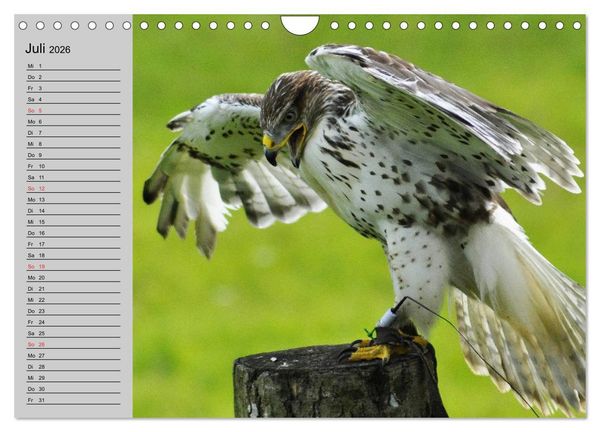 Produktbild: Falken und Greifv&ouml;gel - Edle J&auml;ger (Wandkalender 2026 DIN A4 quer), CALVENDO Monatskalender