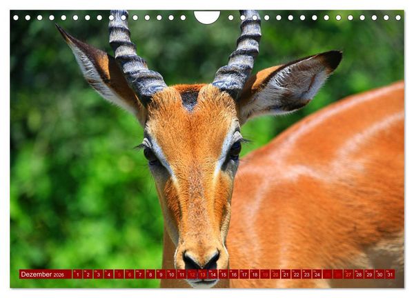 Produktbild: Botswana- Pirschfahrt mit Garantie auf Wildlife (Wandkalender 2026 DIN A4 quer), CALVENDO Monatskalender