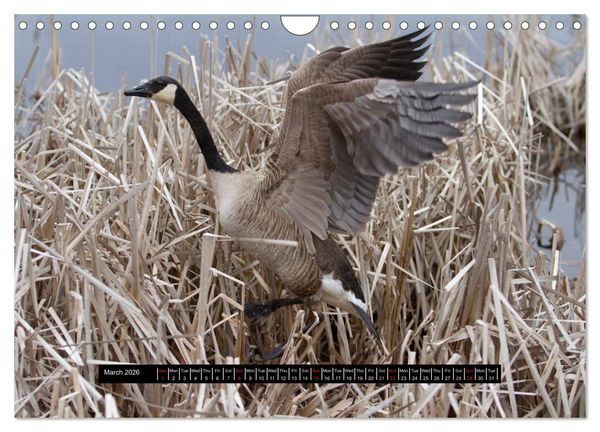 Produktbild: CANADA GOOSE / UK-Version (Wall Calendar 2026 DIN A4 landscape), CALVENDO 12 Month Wall Calendar