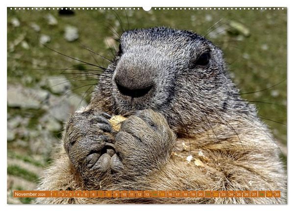 Produktbild: Und ewig pfeift das Murmeltier (hochwertiger Premium Wandkalender 2026 DIN A2 quer), Kunstdruck in Hochglanz